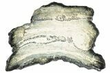 Mammoth Molar Slice With Case - South Carolina #291080-1